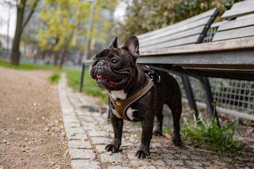 Frenchie